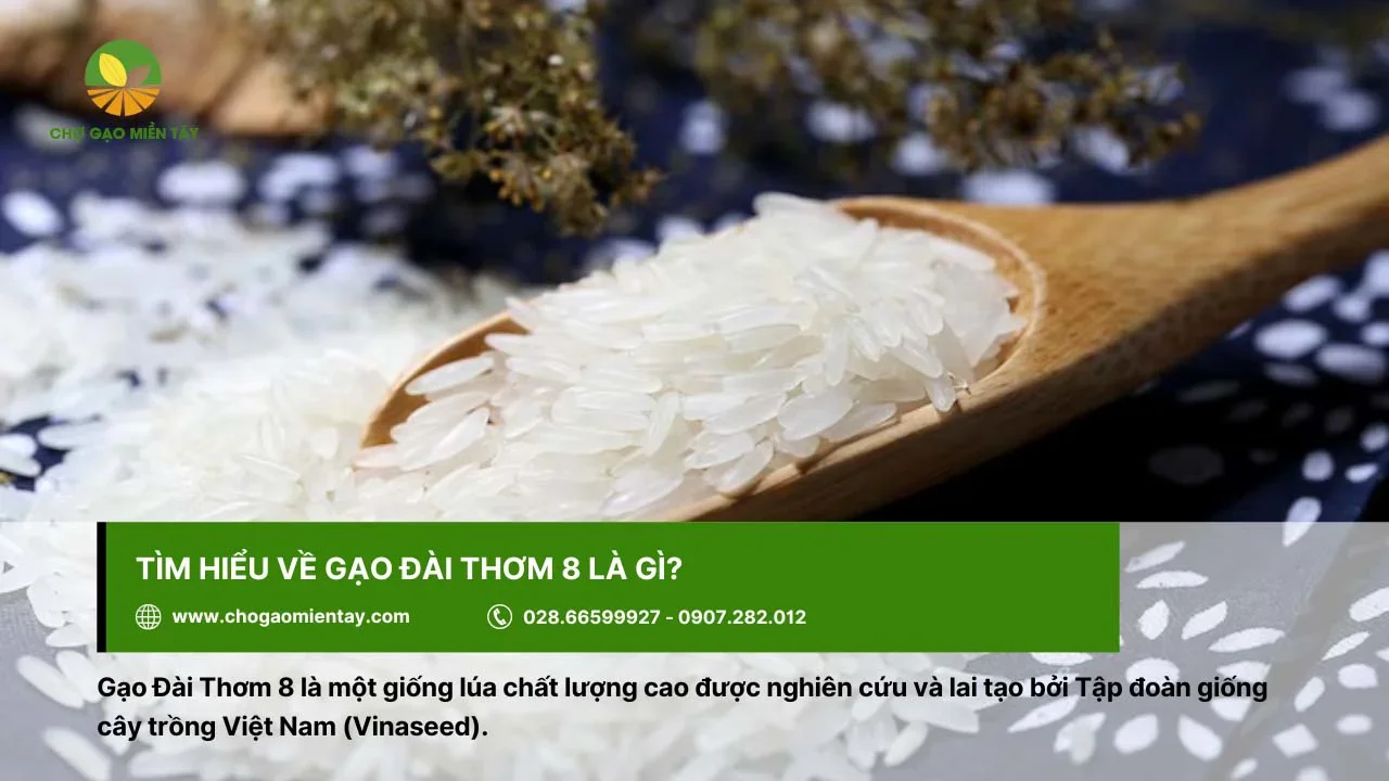 Gạo Đài Thơm 8 là một giống lúa chất lượng cao