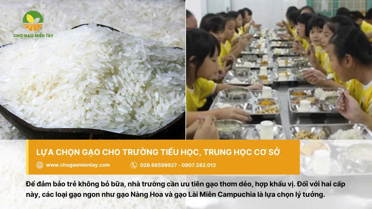 Gạo cho cấp tiểu học hay THCS ưu tiên gạo thơm dẻo