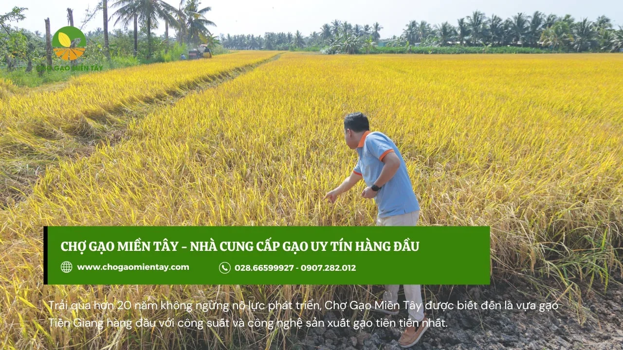 Nguồn Mua Gạo Bán Buôn Uy Tín Chất Lượng