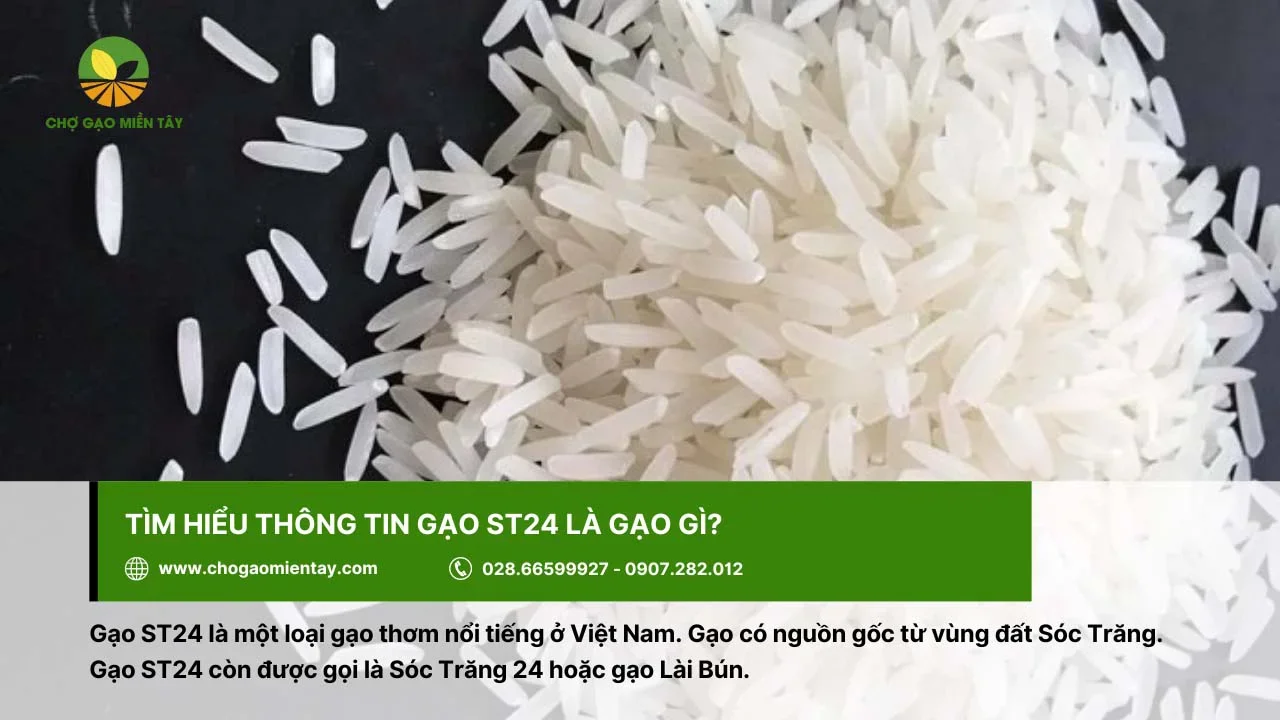 Gạo ST24 còn được gọi là gạo Lài Bún