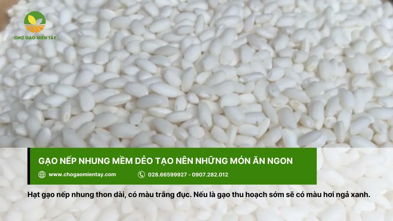 Gạo nếp nhung thon dài, màu trắng đục