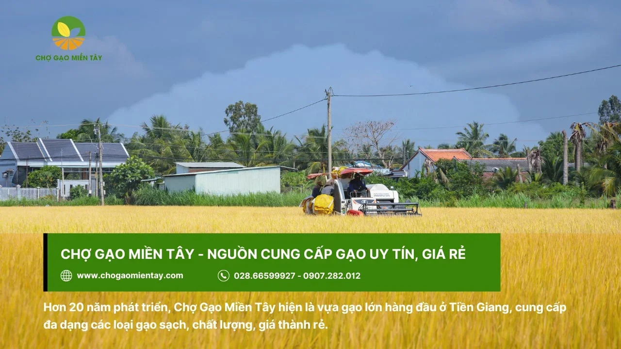 Bán gạo sạch hoàn toàn không chứa hóa chất độc hại Chợ Gạo Miền Tây