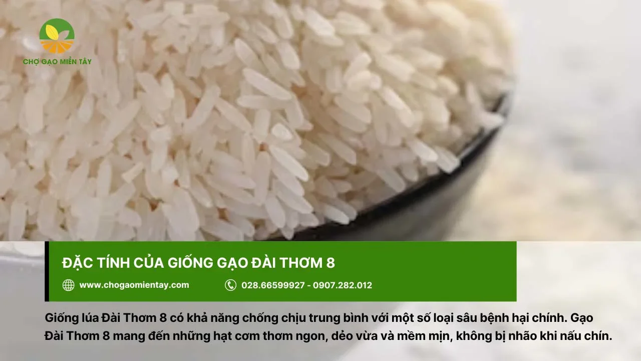 Gạo Đài Thơm 8 cho cơm ngon, dẻo vừa