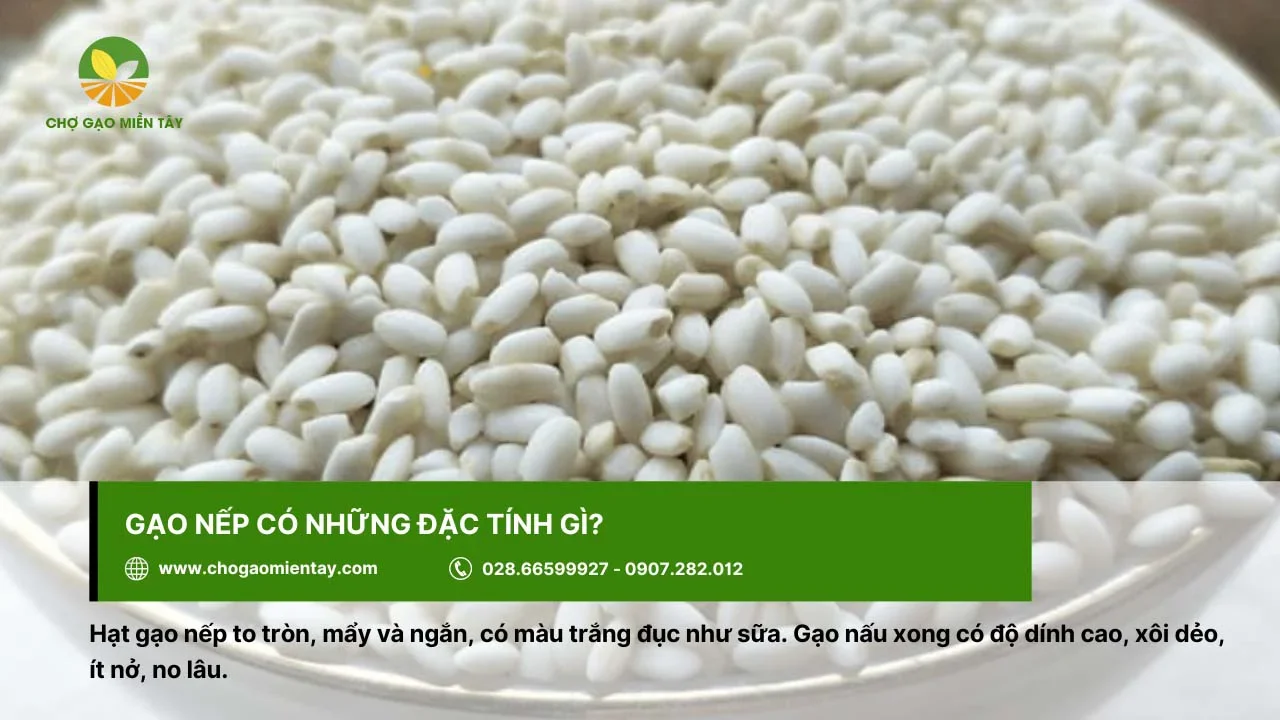 Gạo nếp có hạt to, tròn, ngắn và mẩy