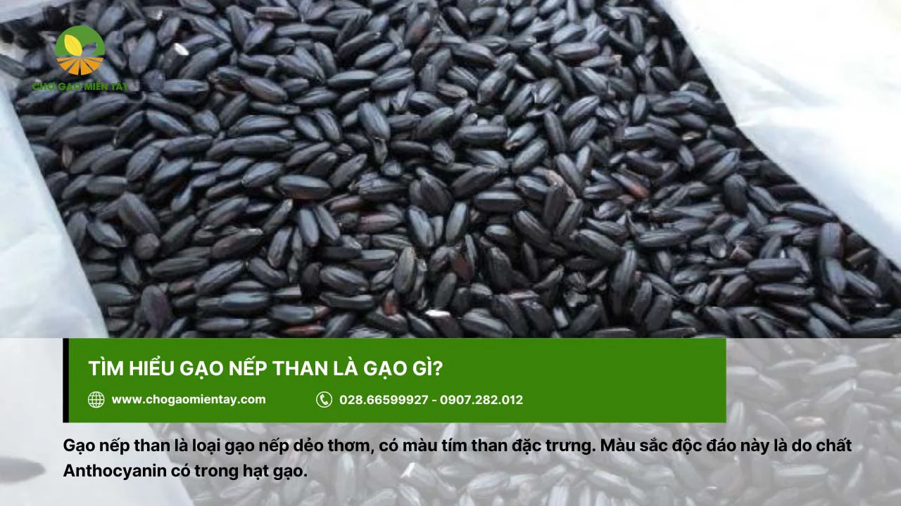 Gạo nếp than có màu tím than đặc trưng