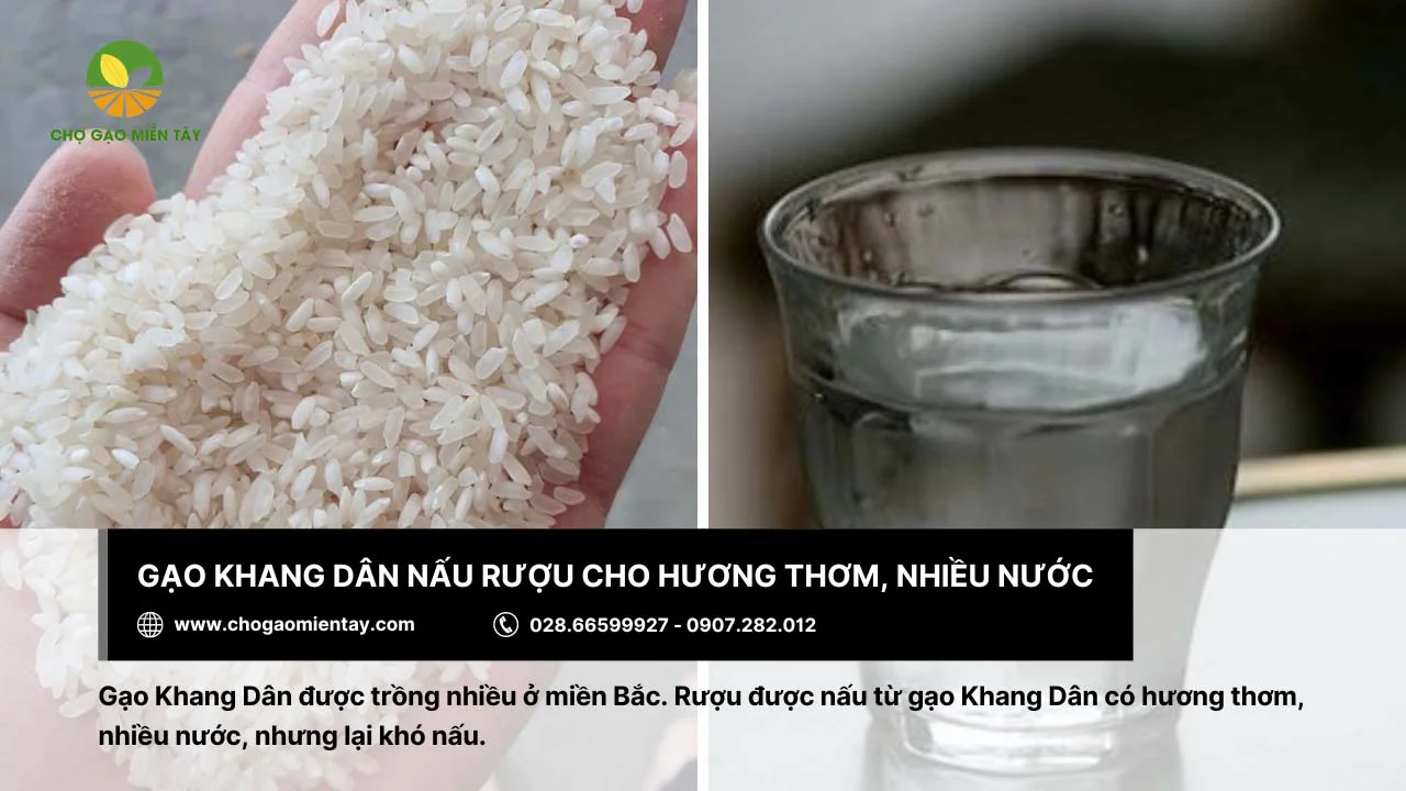 Gạo Khang Dân nấu rượu cho hương thơm, nhiều nước