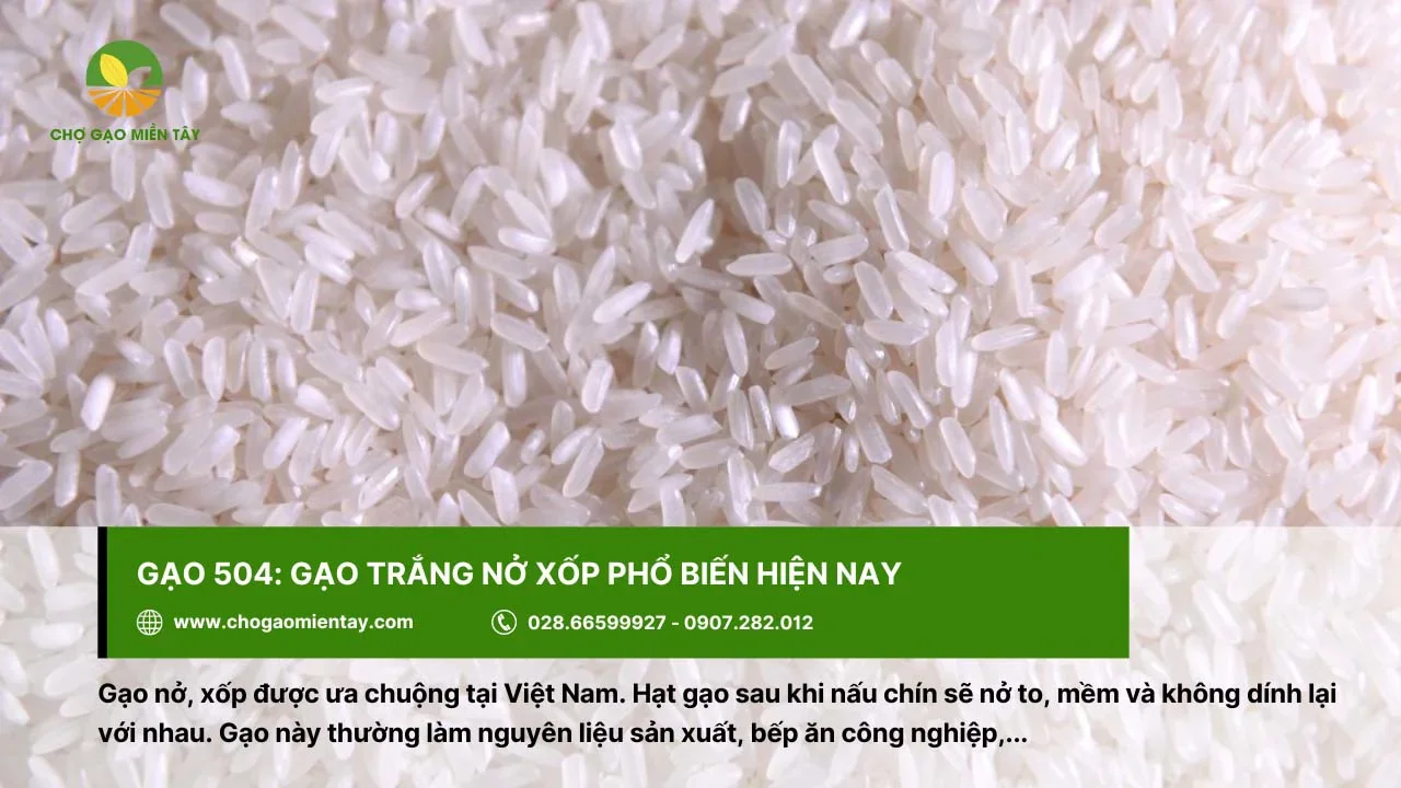 Gạo 504 là gạo nở xốp được ưa chuộng