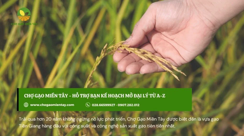 Chợ Gạo Miền Tây hỗ trợ mở đại lý gạo từ A - Z