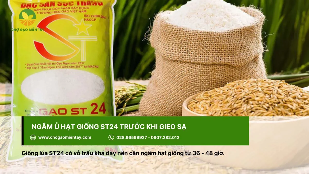 Nên ngâm hạt giống ST24 trong khoảng thời gian từ 36 đến 48 giờ