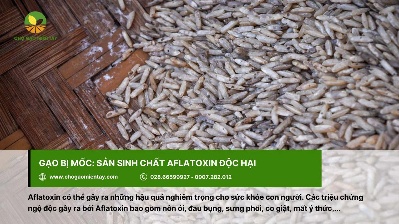 Ăn phải gạo bị mốc dễ gây ra tình trạng đau bụng, nôn ói,...