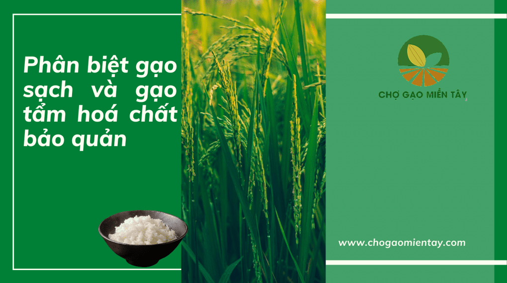 Phân biệt gạo sạch và gạo tẩm hoá chất bảo quản