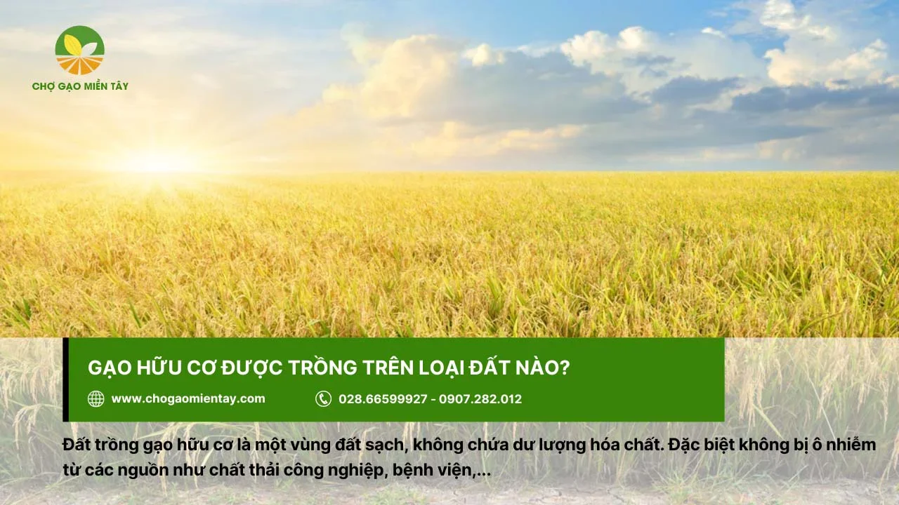 Đất để trồng và thu hoạch gạo hữu cơ cần đảm bảo không bị ô nhiễm