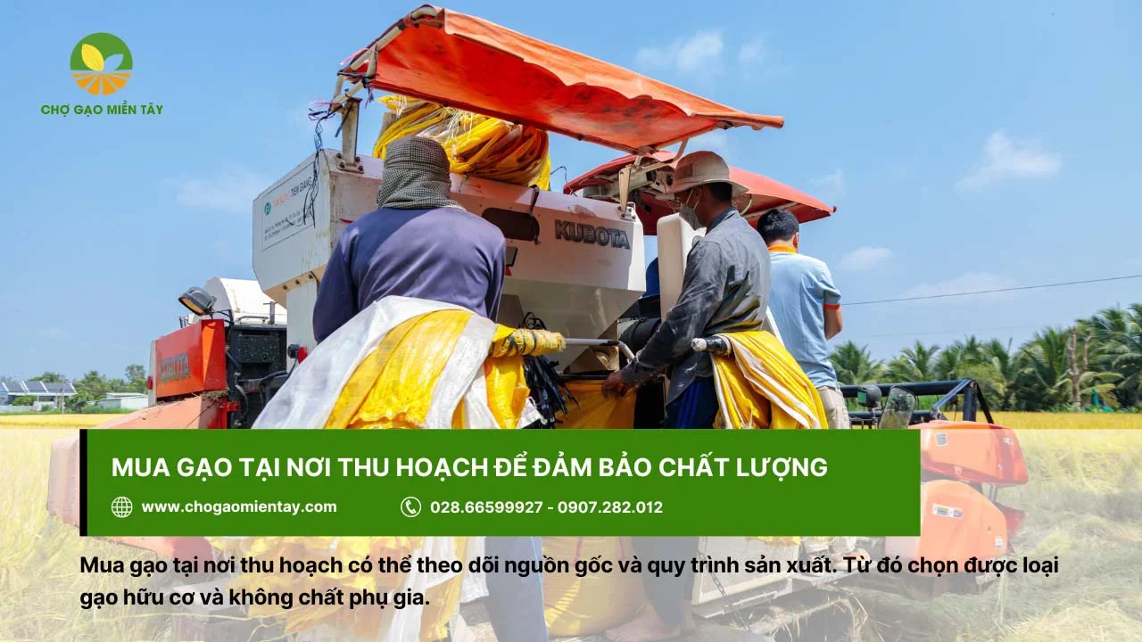 Mua gạo ngon trực tiếp tại nơi thu hoạch