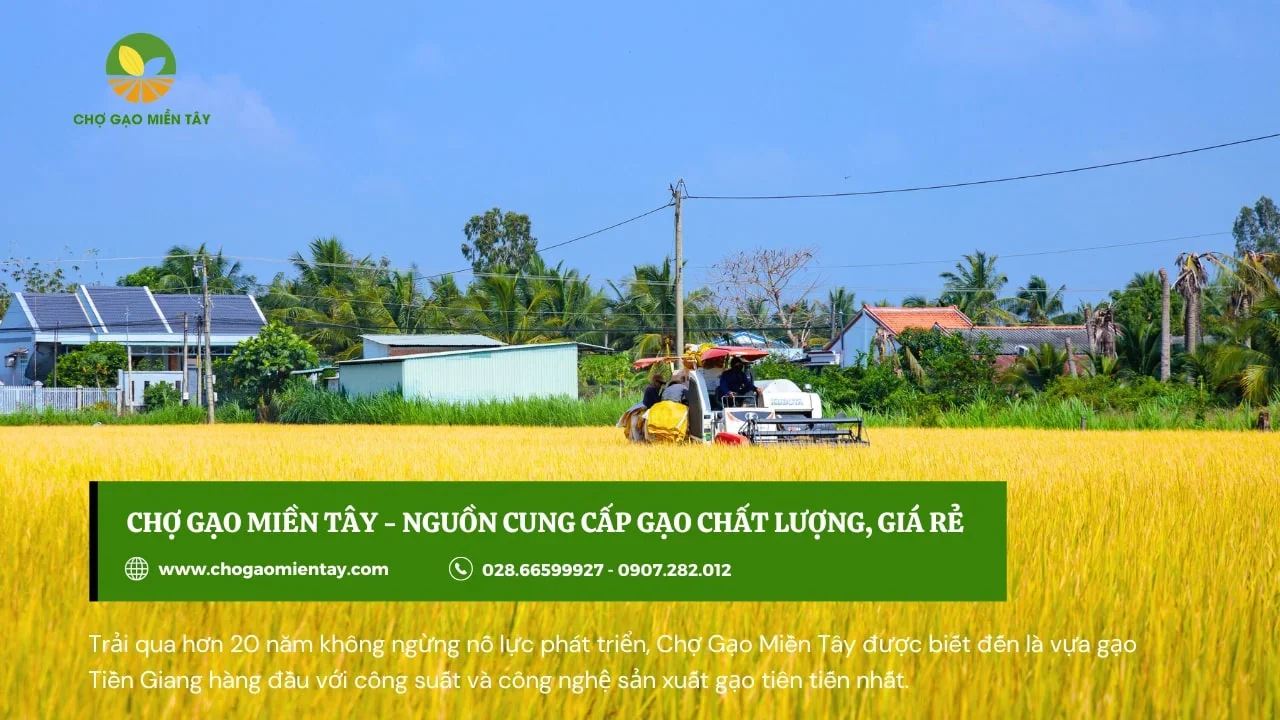 Nguồn cung cấp gạo chất lượng, giá tốt cho đại lý làm kinh doanh gạo