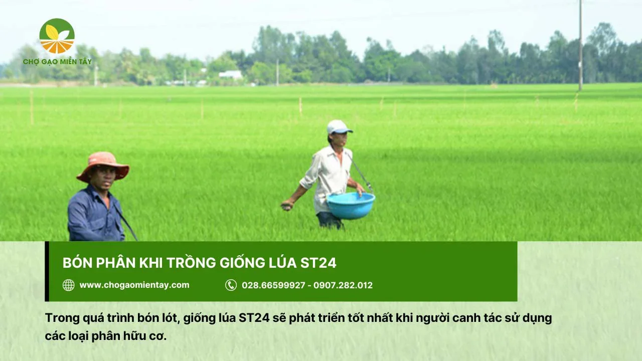 Nên bón phân hữu cơ khi trồng giống ST24 trong quá trình bón lót
