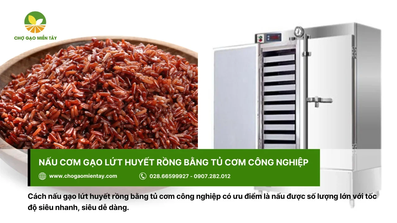 Nấu gạo lứt huyết rồng bằng tủ cơm công nghiệp siêu dễ dàng