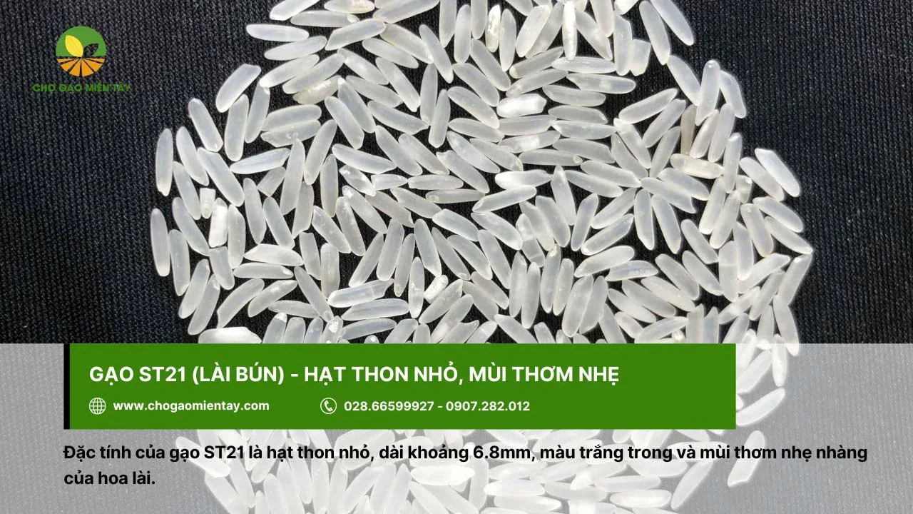 Gạo Lài Bún có mùi thơm của hoa lài