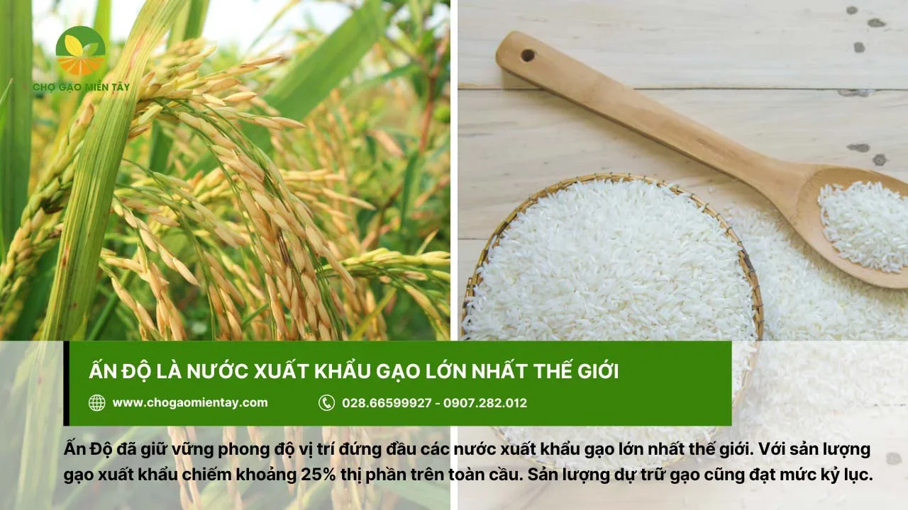 Ấn Độ là quốc gia ước xuất khẩu gạo lớn nhất thế giới