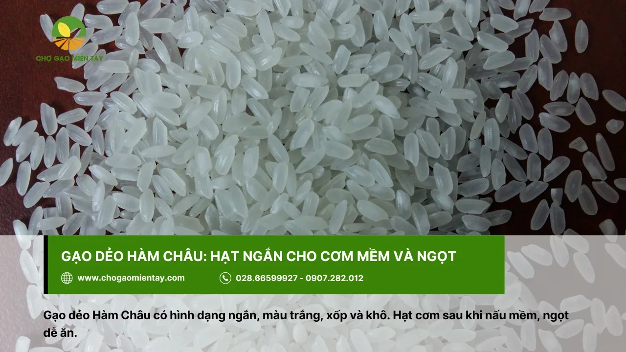 Gạo dẻo Hàm Châu dùng để chế biến cơm chiên hoặc các loại bánh