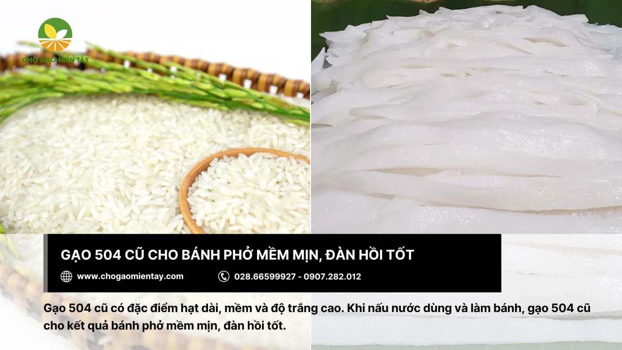 Gạo 504 cũ cho bánh phở mềm, có độ đàn hồi tốt