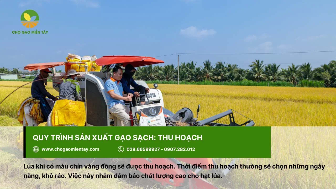 Thời điểm thu hoạch thường rơi vào các ngày nắng, khô ráo