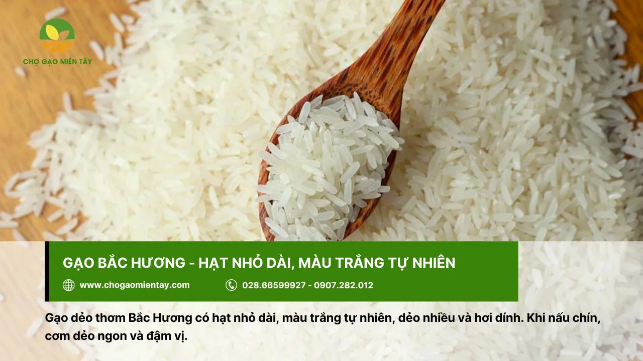 Gạo Bắc Hương cho cơm dẻo và đậm vị