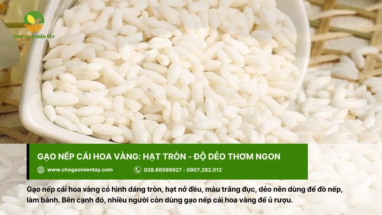 Gạo nếp cái hoa vàng dùng để làm bánh hoặc đồ xôi