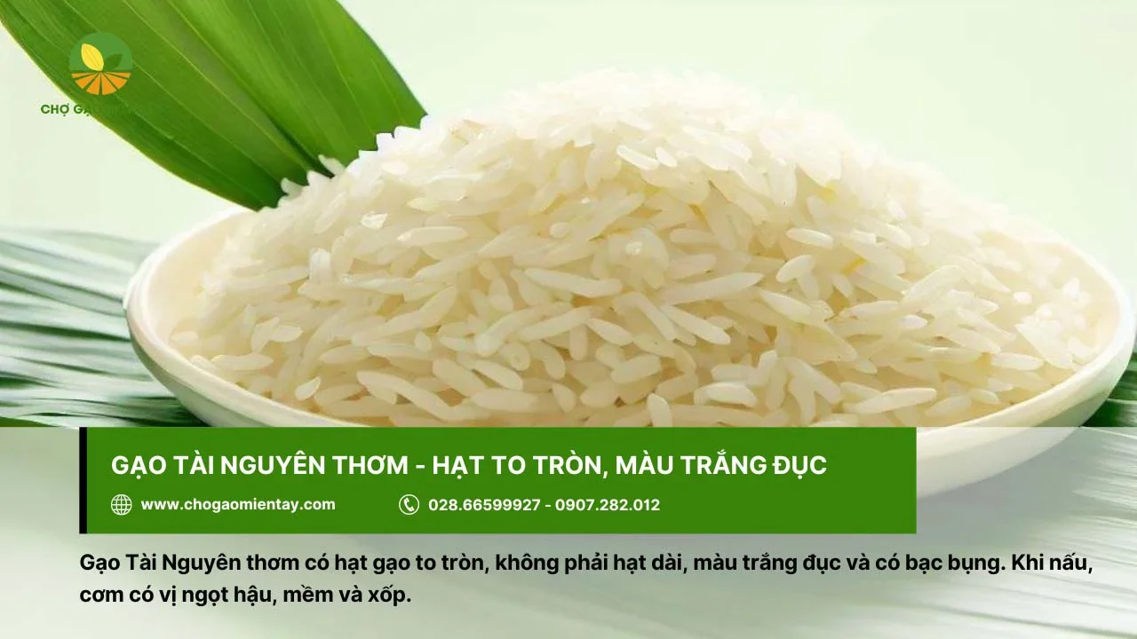 Gạo Tài Nguyên thơm cho cơm mềm và xốp