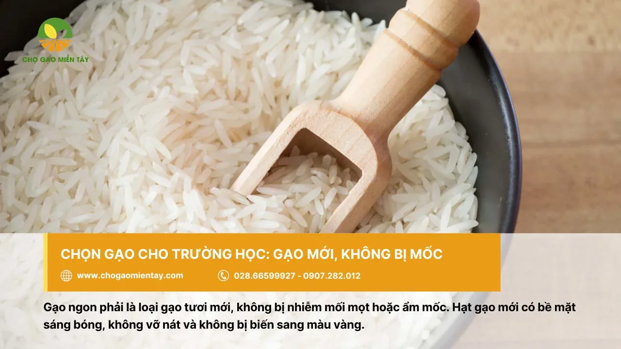 Gạo cho trường học nên là gạo mới và không bị ẩm mốc