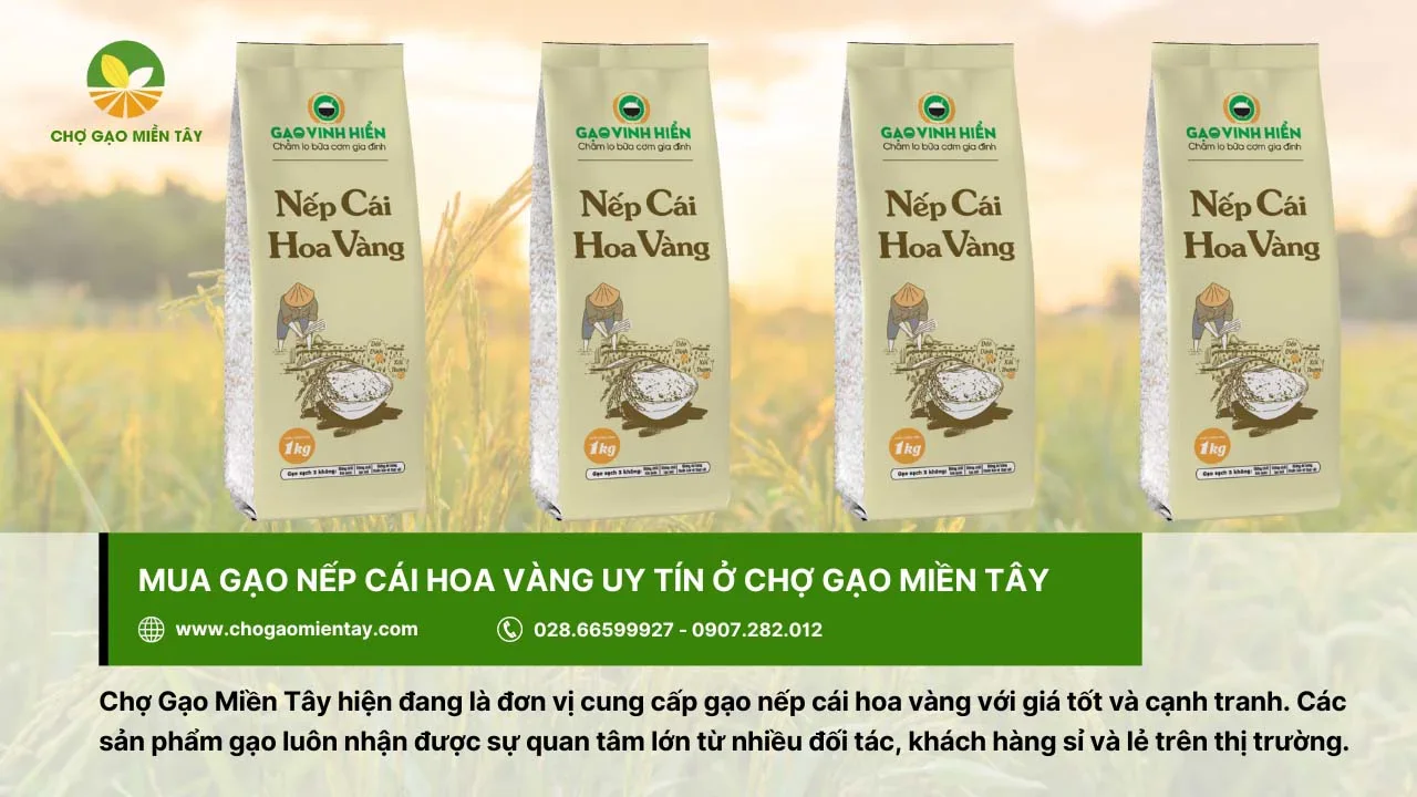Mua gạo nếp cái hoa vàng chất lượng tại Chợ Gạo Miền Tây