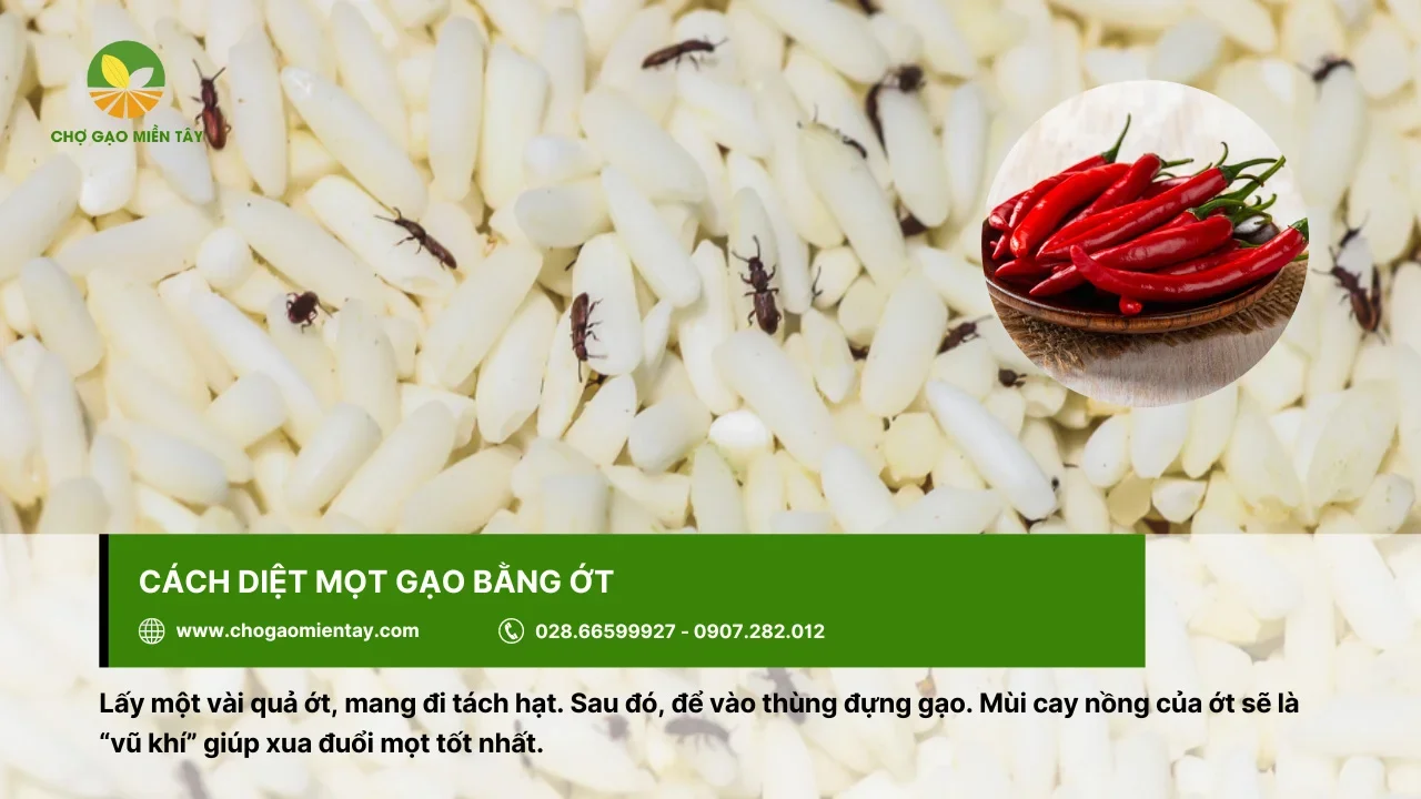 Xử lý mọt gạo bằng ớt