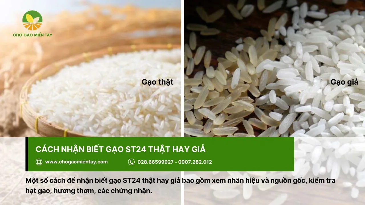 Nhận biết gạo ST24 thật - giả dựa vào nhiều yếu tố