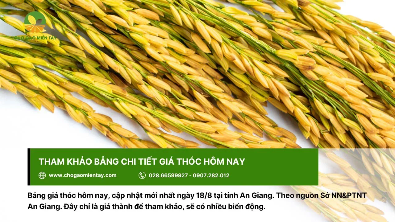 Giá thóc hôm nay chi tiết để tham khảo