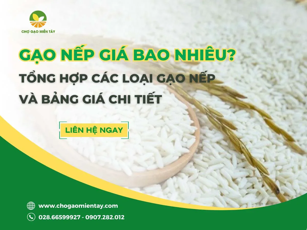 Gạo nếp giá bao nhiêu? Tổng hợp các loại gạo nếp và bảng giá chi tiết