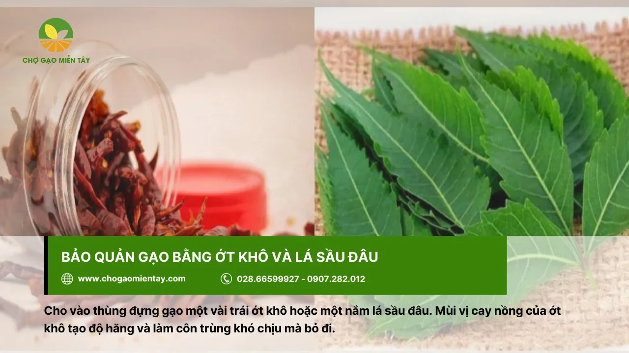 Lá sầu đâu hoặc ớt khô đều có thể giúp bảo quản gạo hiệu quả