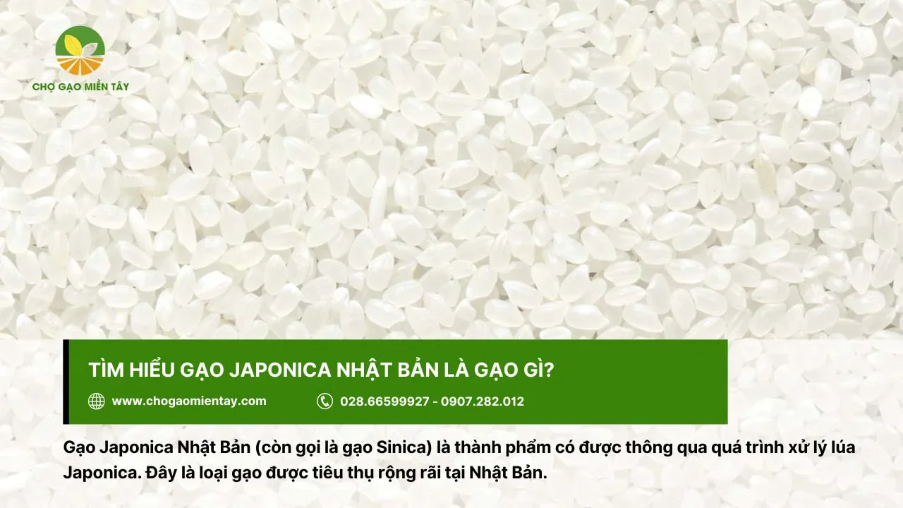 Gạo Japonica được sử dụng phổ biến tại Nhật Bản