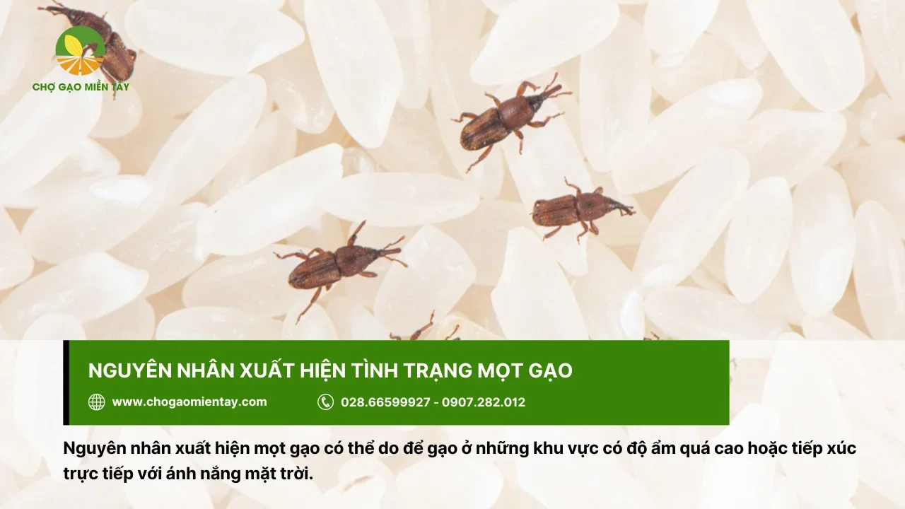 Nguyên nhân xuất hiện mọt gạo có thể do để ở nơi có độ ẩm cao